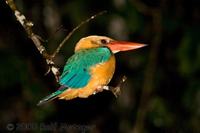 Eisvogel ( Kingfisher )